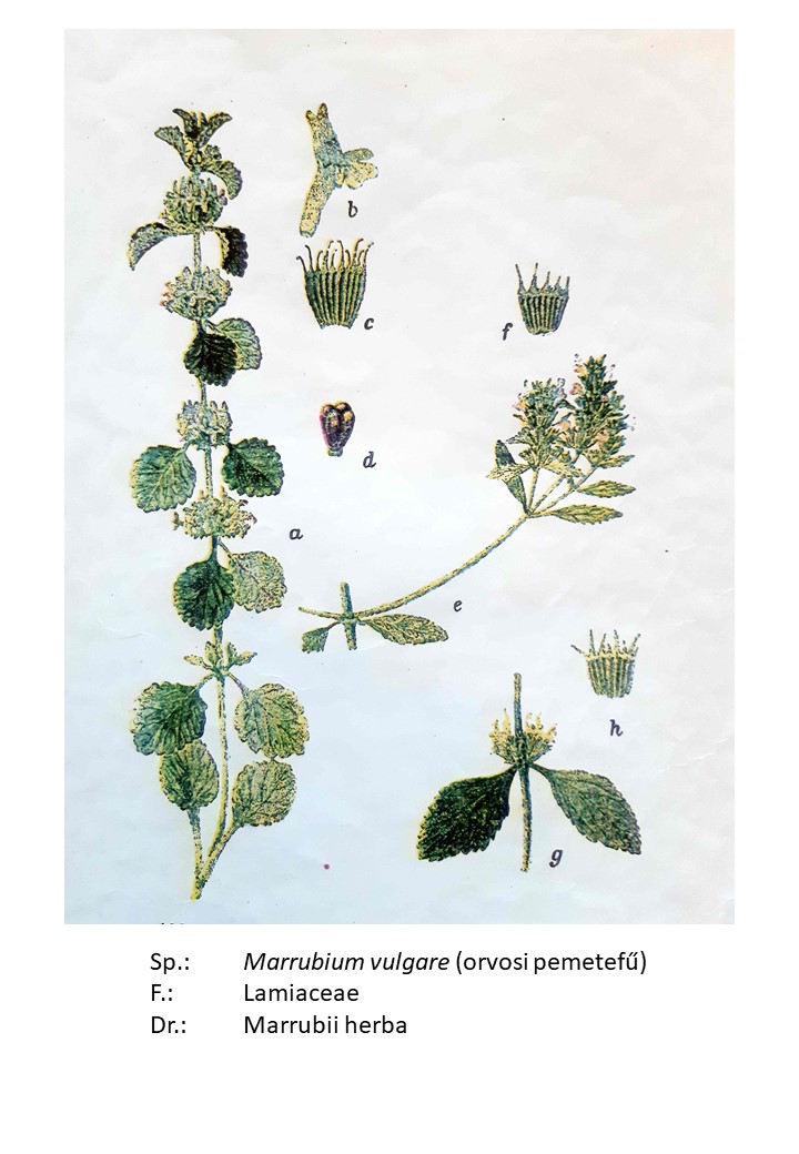 <p>orvosi pemetefű</p>
