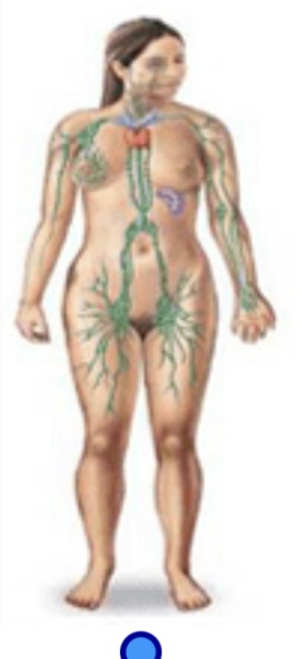 <p>Lymphatic system </p>