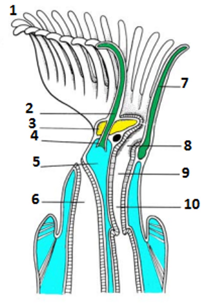 <p>- The posterior most coelomic compartment in deuterostomes or lophophorates</p><p>- Trunk with the gut and gonads, and the tail</p><p>- Paired to form the metasome</p>