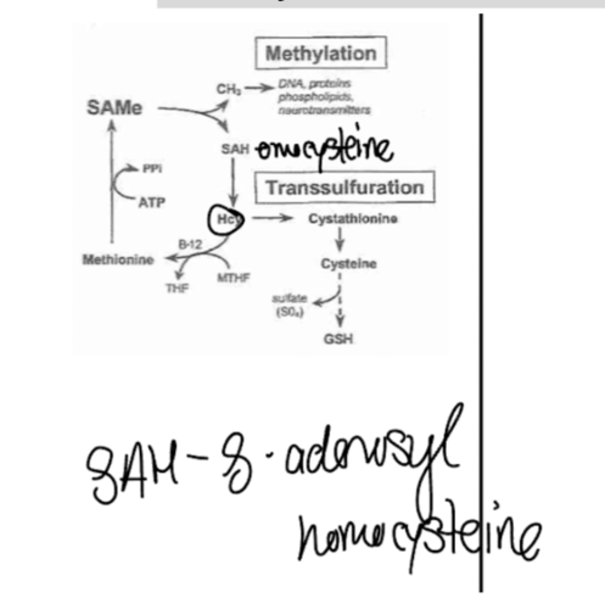 <p>SAM acts as a methyl donor for the conversion of NE into E, and N-acetylserotonin into melatonin</p>