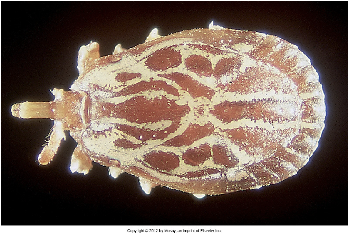<ul><li><p>Gulf Coast Tick</p></li><li><p>INTERMEDIATE HOST FOR HEPATOZOON <strong>AMERICANUM</strong></p></li><li><p>associated w/ tick paralysis, produces severe bites and painful swellings</p></li></ul><p></p>