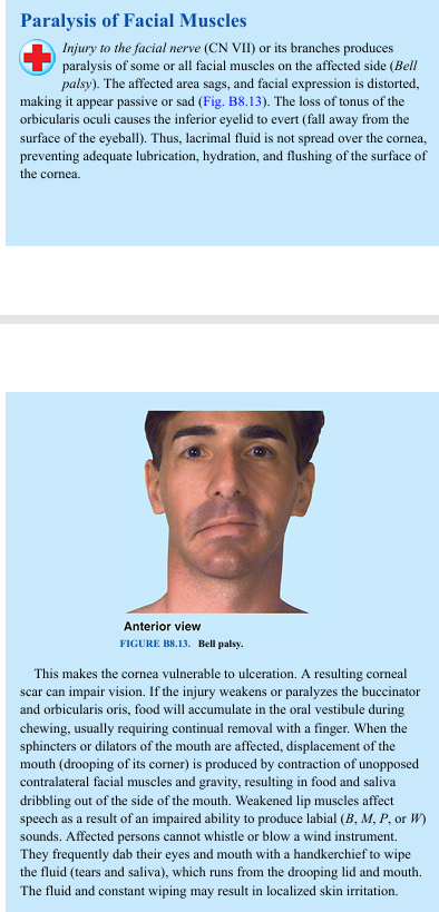 <p>Injury to the facial nerve (CN VII) or its branches produces paralysis of some or all facial muscles on the affected side (Bell palsy). The affected area sags, and facial expression is distorted, making it appear passive or sad (Fig. B8.13). The loss of tonus of the orbicularis oculi causes the inferior eyelid to evert (fall away from the surface of the eyeball). Thus, lacrimal fluid is not spread over the cornea, preventing adequate lubrication, hydration, and flushing of the surface of the cornea. </p><p>This makes the cornea vulnerable to ulceration. A resulting corneal scar can impair vision. If the injury weakens or paralyzes the buccinator and orbicularis oris, food will accumulate in the oral vestibule during chewing, usually requiring continual removal with a finger. When the sphincters or dilators of the mouth are affected, displacement of the mouth (drooping of its corner) is produced by contraction of unopposed contralateral facial muscles and gravity, resulting in food and saliva dribbling out of the side of the mouth. Weakened lip muscles affect speech as a result of an impaired ability to produce labial (B, M, P, or W) sounds. Affected persons cannot whistle or blow a wind instrument. They frequently dab their eyes and mouth with a handkerchief to wipe the fluid (tears and saliva), which runs from the drooping lid and mouth. The fluid and constant wiping may result in localized skin irritation.</p>
