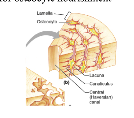 <p>Compact bone – osteon structure</p>
