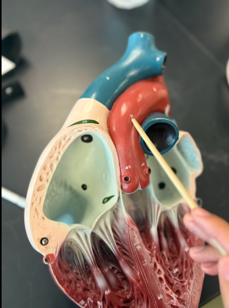 <p>What is this?</p>