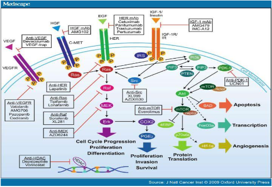<p><span style="font-size: calc(var(--scale-factor)*20.27px)">Inhibit cell signalling</span><span><br></span><span style="font-size: calc(var(--scale-factor)*20.27px)">Regulate transcriptional control of genes crucial for cell survival, proliferation, cell cycle progression and critical events in invasion, angiogenesis and metastasis</span></p>