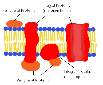 <p>Proteins that are not embedded into the lipid bilayer and are loosely bonded to the surface</p>