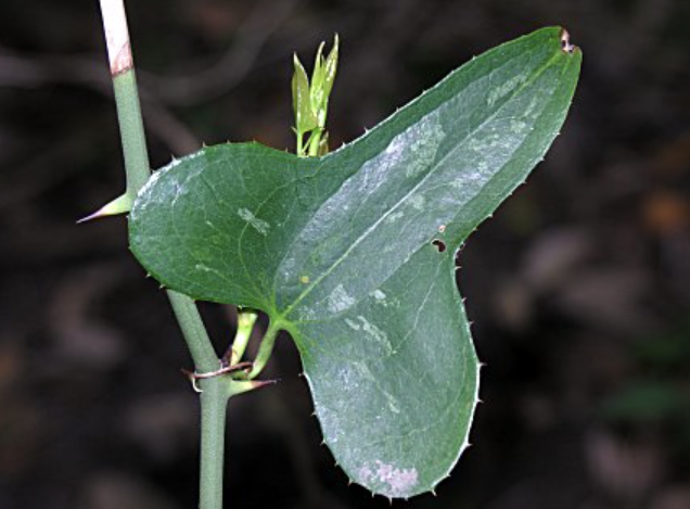 <p>Vine</p>