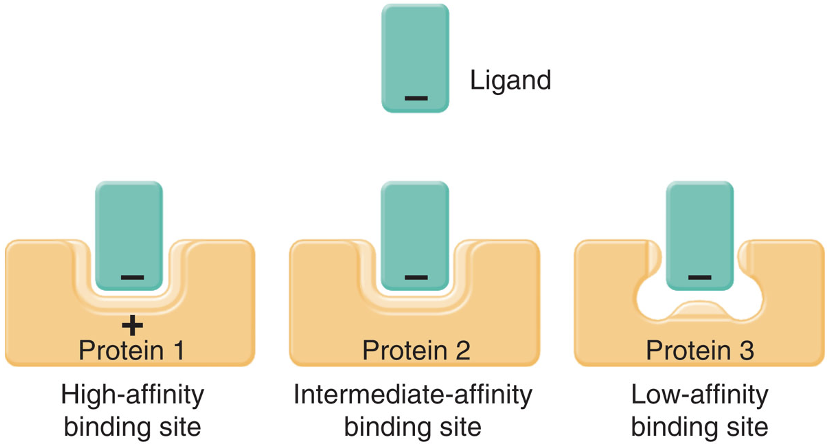 <p>a measure of how strongly the binding site binds a ligand</p>