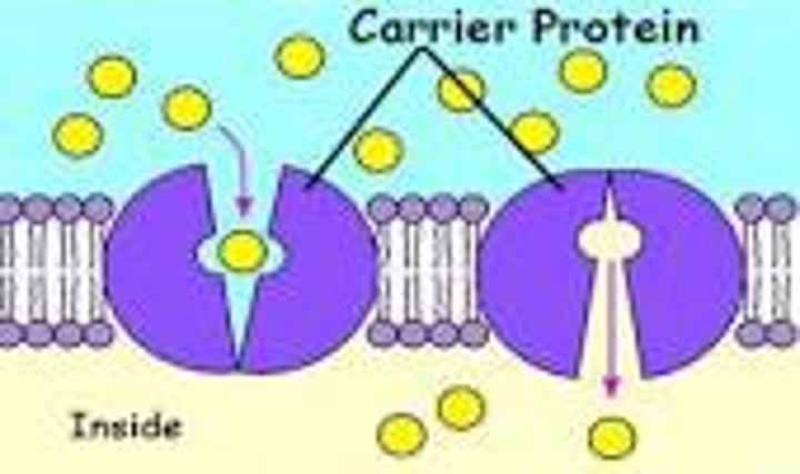 <p>Transported molecules bind to carrier protein, changes shape and moves molecule<br>passive process<br>moves from high concentration to low concentration</p>