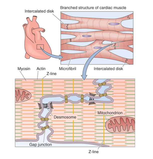 <p>verbindingsstructuren, zorgen dat hart als één eenheid functioneert:</p><ol><li><p>desmosomen</p><ol><li><p>verbinden naburige cellen → mechanische stabiliteit bij contractie</p></li></ol></li><li><p>GAP junctions</p><ol><li><p>verbinden cytoplasma van naburige cellen → efficiënte voortgeleiding signaal</p></li></ol></li></ol><p></p>