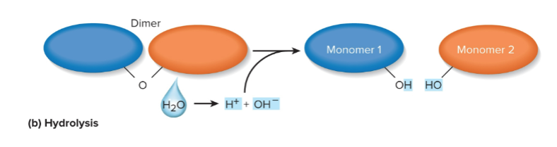 <p>Hydrolysis</p>