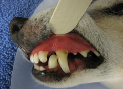 <p>What do very red/purple gums indicate?</p>