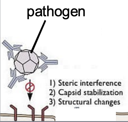 <p>antibodies bind to a pathogen, preventing the pathogen from binding to a cell.</p>