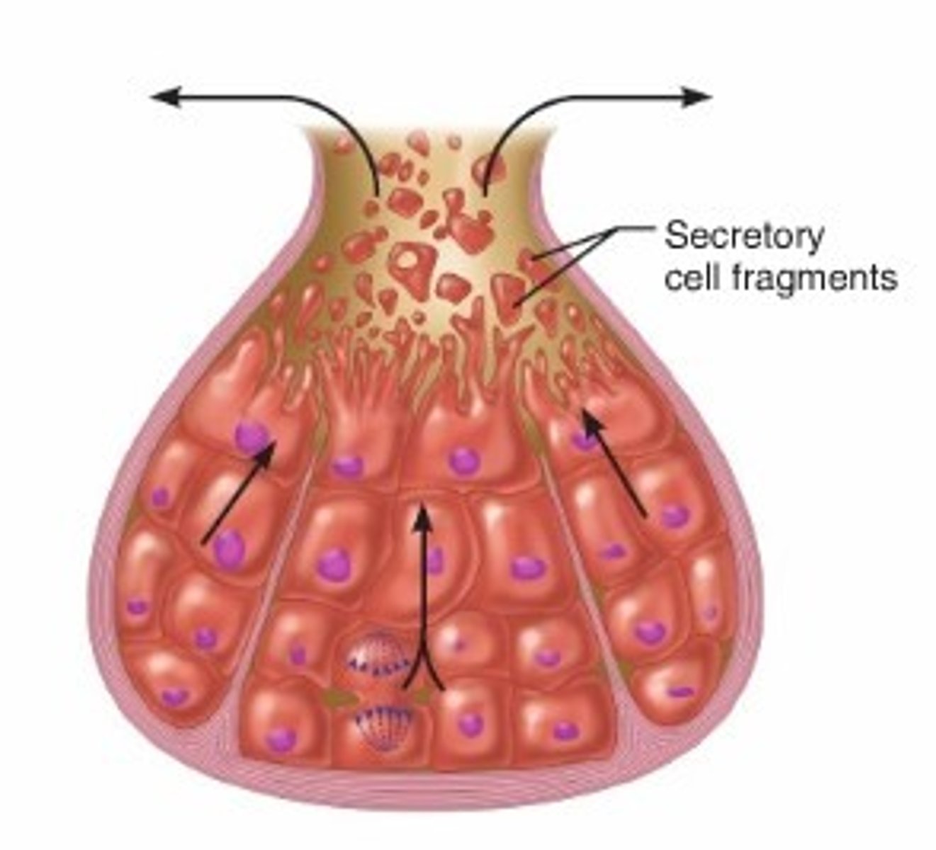 <p>Secretory cells disintegrate in order to deliver their accumulated product and some cell fragments</p><p>Oil producing glands of scalp</p>