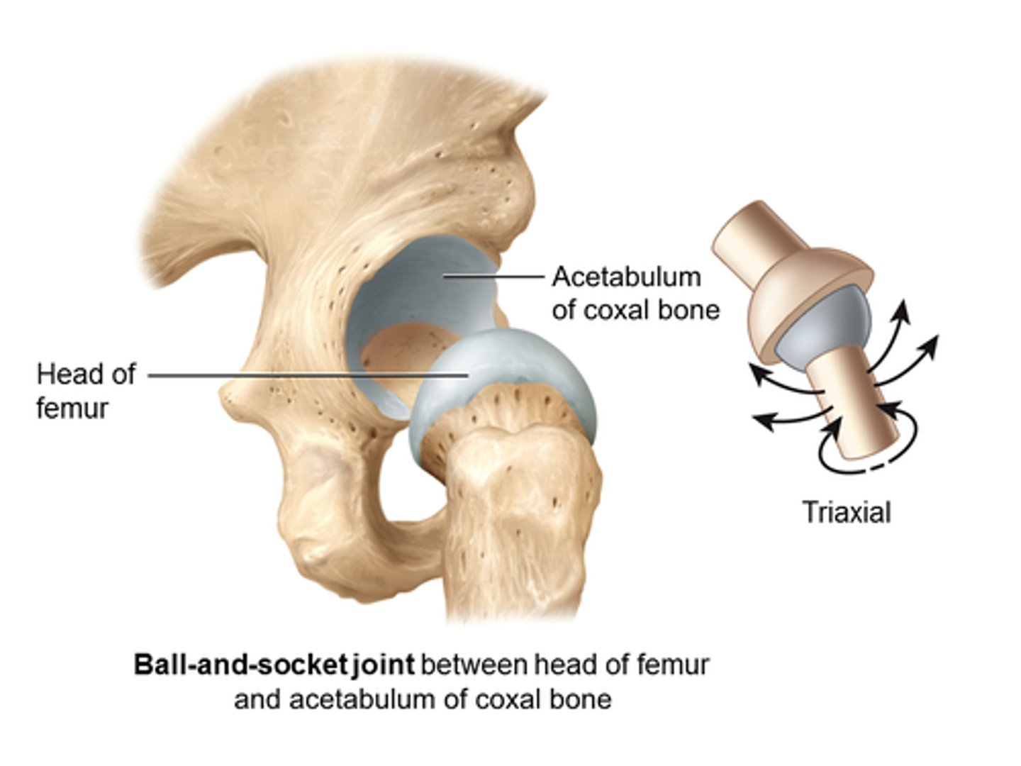 <p>Ball-and-socket joint.</p>