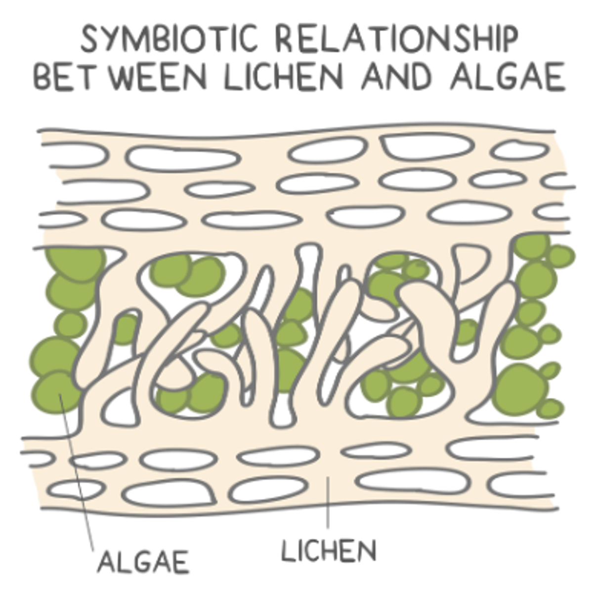 <p>algae; cyanobacteria</p>