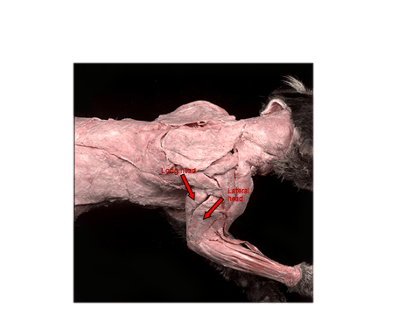 <p>Long and lateral head</p>