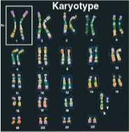 <p>Karyotype</p>