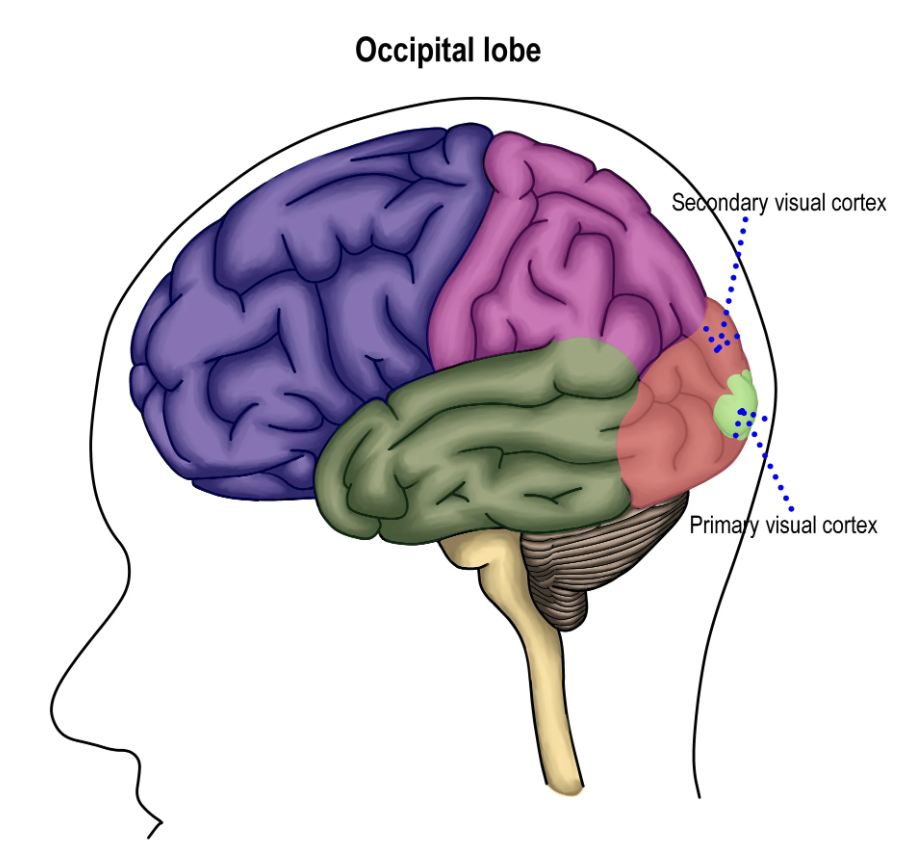 <p>visual cortex</p>