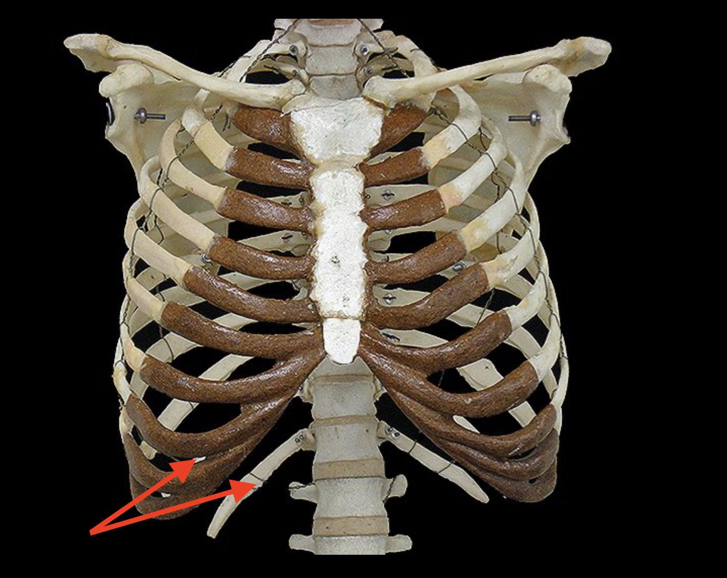 <p>Structures included in the arrows are</p>