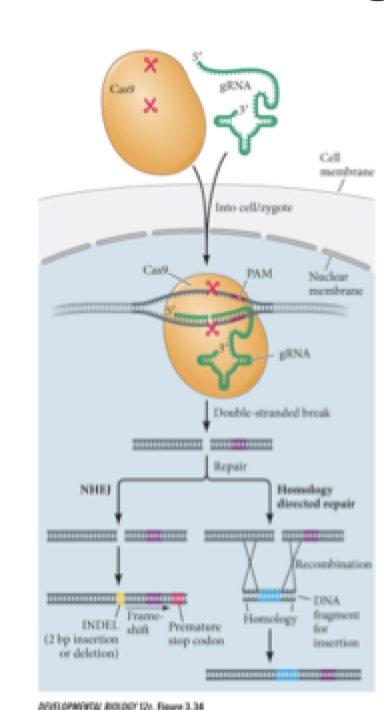 <p>what is CRISPR/ Cas9 and when would we use it? </p>