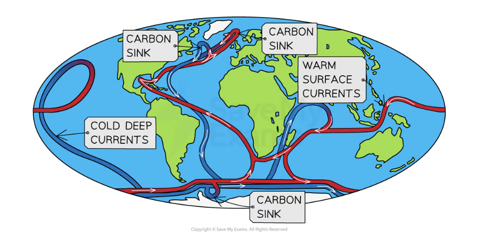 <p>A global system of surface + deep ocean currents, which circulate carbon, driven by differences in temperature + salinity.</p><p>Warm surface waters are depleted of CO2 and nutrients through evaporation but become enriched again through the circulation of currents.</p>