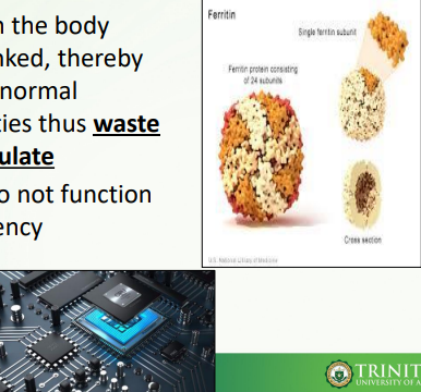<ul><li><p>Some proteins in the body become cross-linked, thereby not allowing for normal metabolic activities thus <strong><u>waste products accumulate</u></strong></p></li><li><p>Result: tissues do not function at optimal efficiency</p></li></ul>