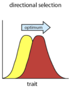 <p>frequencies change to lef or right of the equilibrium</p><p></p>