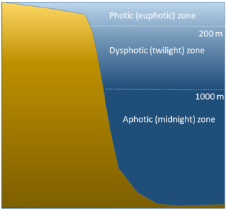 <p>Euphotic zone? deeper (darker) zone?</p>