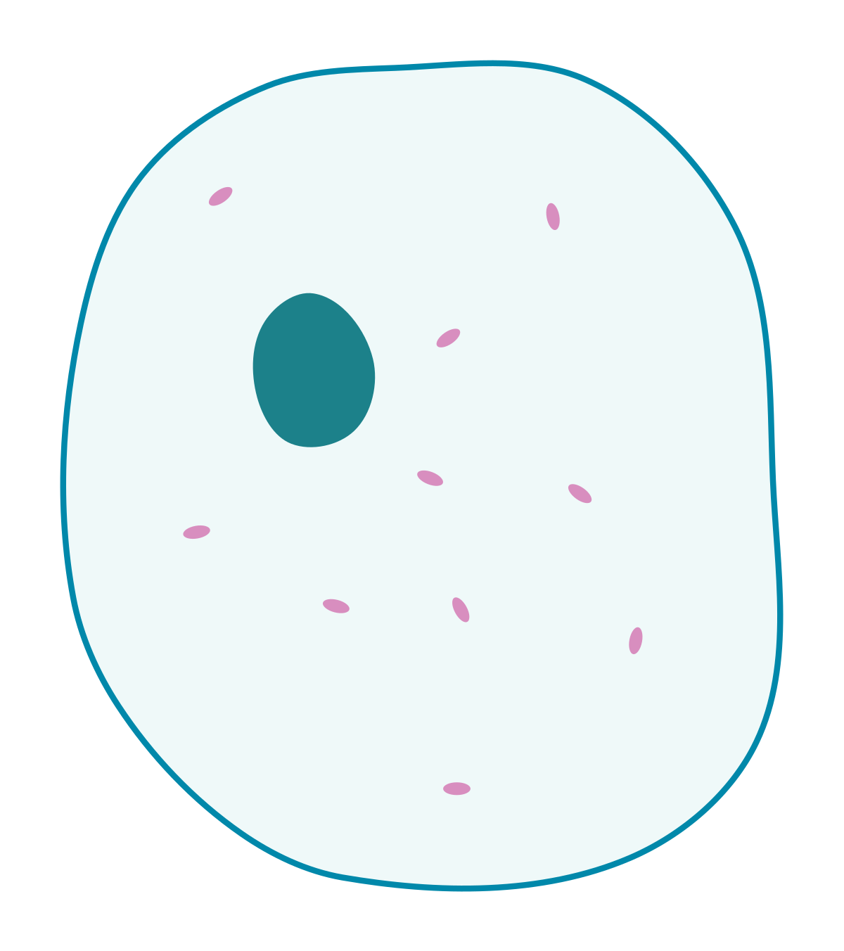 <p>Name the organelles of this cell</p>