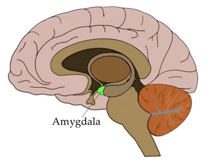 <p>Made of several sub nuclei</p><ul><li><p>Central nucleus</p></li><li><p>Lateral nucleus</p></li><li><p>Basal</p></li></ul><p class="p1">Removal of any results in tameness</p><p class="p1">Stimulation results in fear response<span>&nbsp;</span></p><ul><li><p>Startle</p></li><li><p>Avoidance</p></li></ul><p></p>