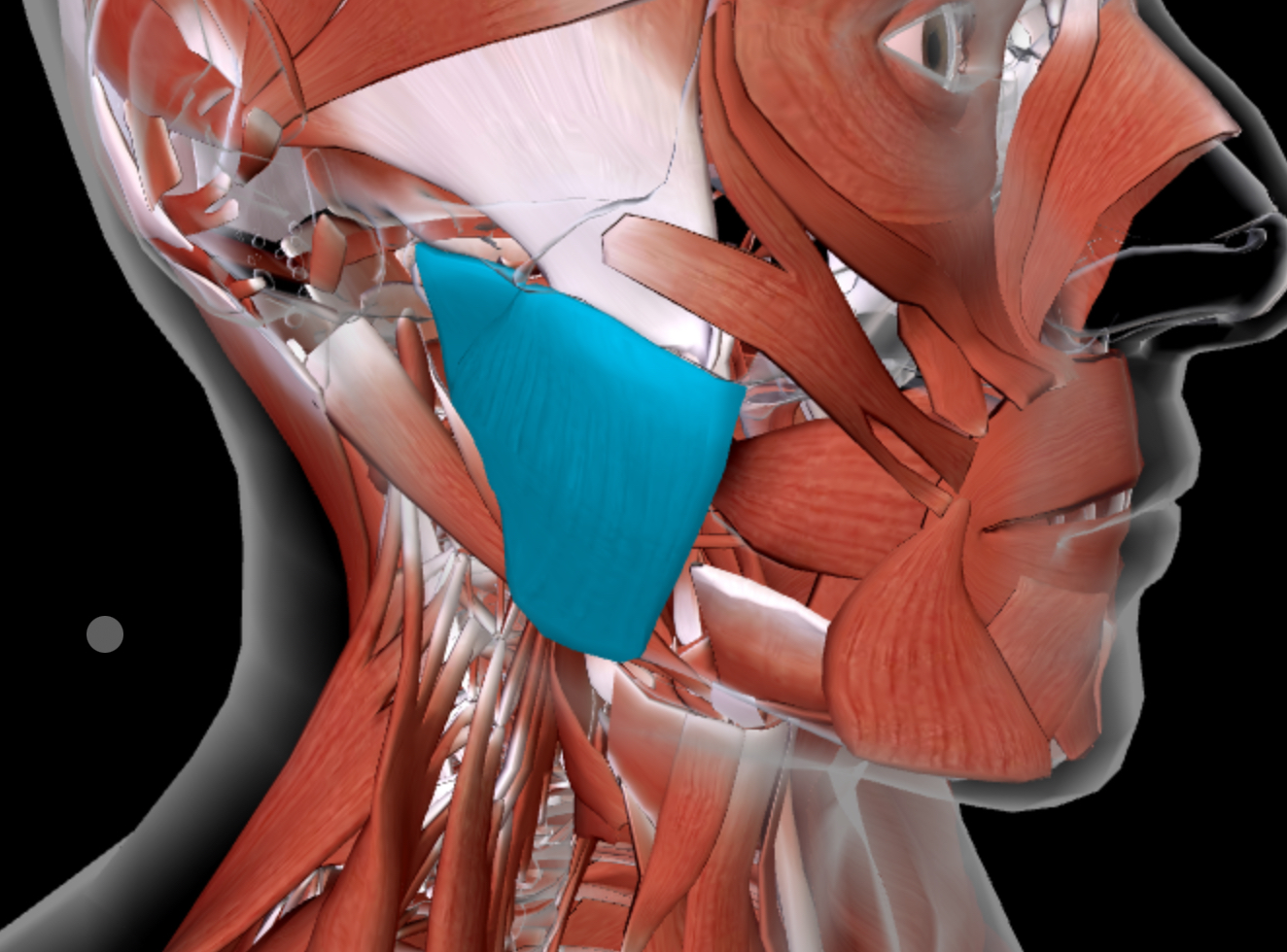 <p>What is this muscle?</p>