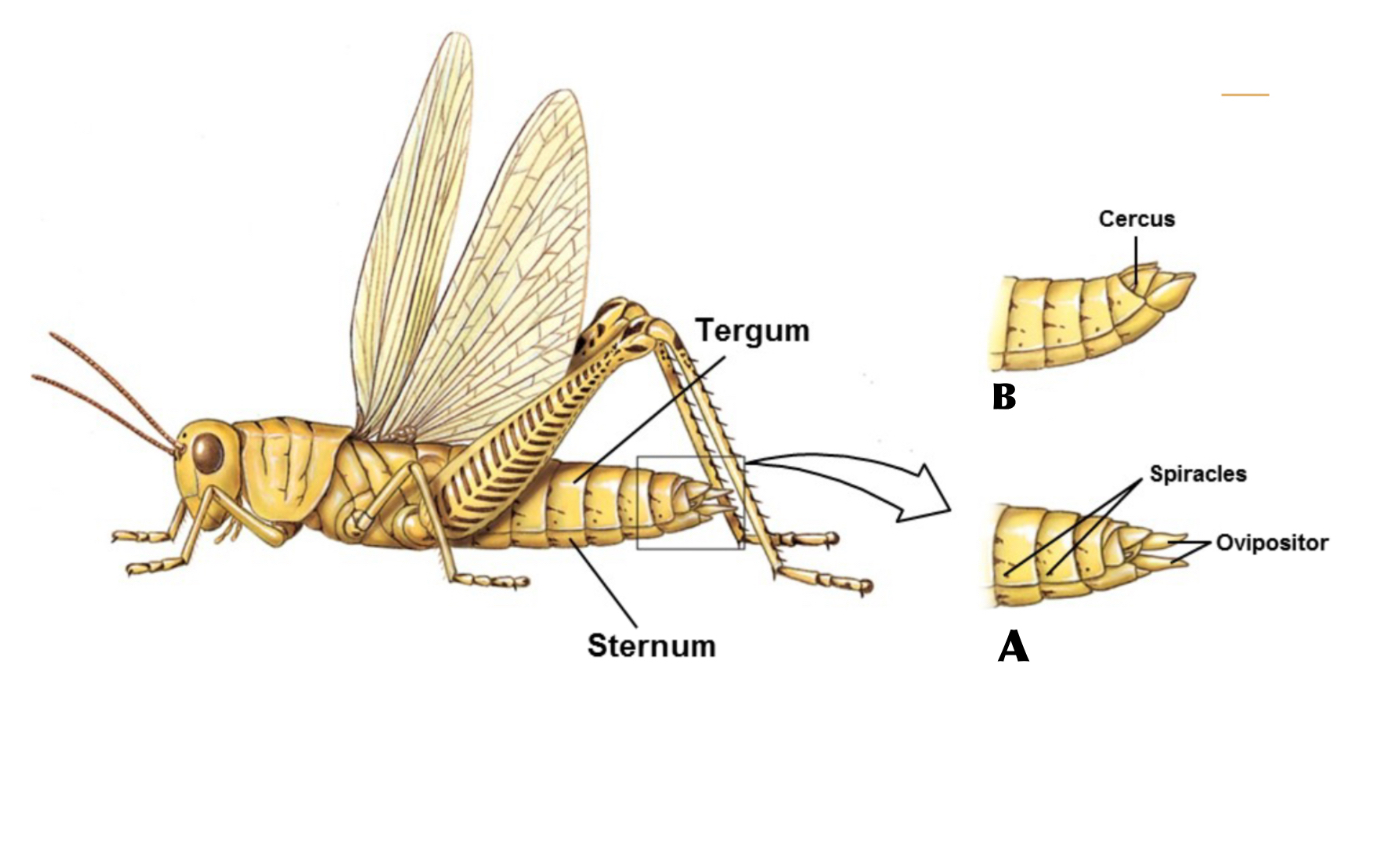 <p>Which is female and which is male</p>