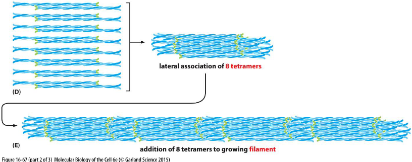 <p>Lateral association of 8 tetramers (D) and tetramers are packed together to form rope-like filaments (E).</p>