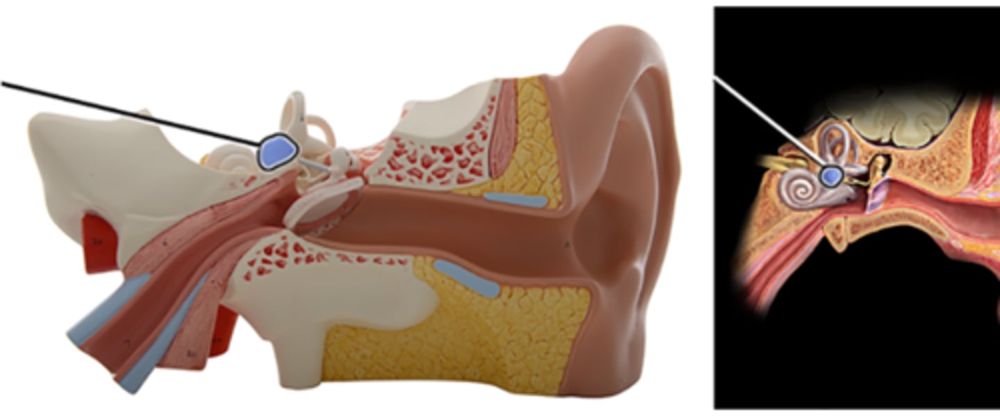 <p>Which structure is highlighted and indicated by the leader line?</p><p>a. Semicircular ducts</p><p>b. Cochlea</p><p>c. Vestibule</p><p>d. Stapes</p><p>e. Malleus</p><p>f. Incus</p>