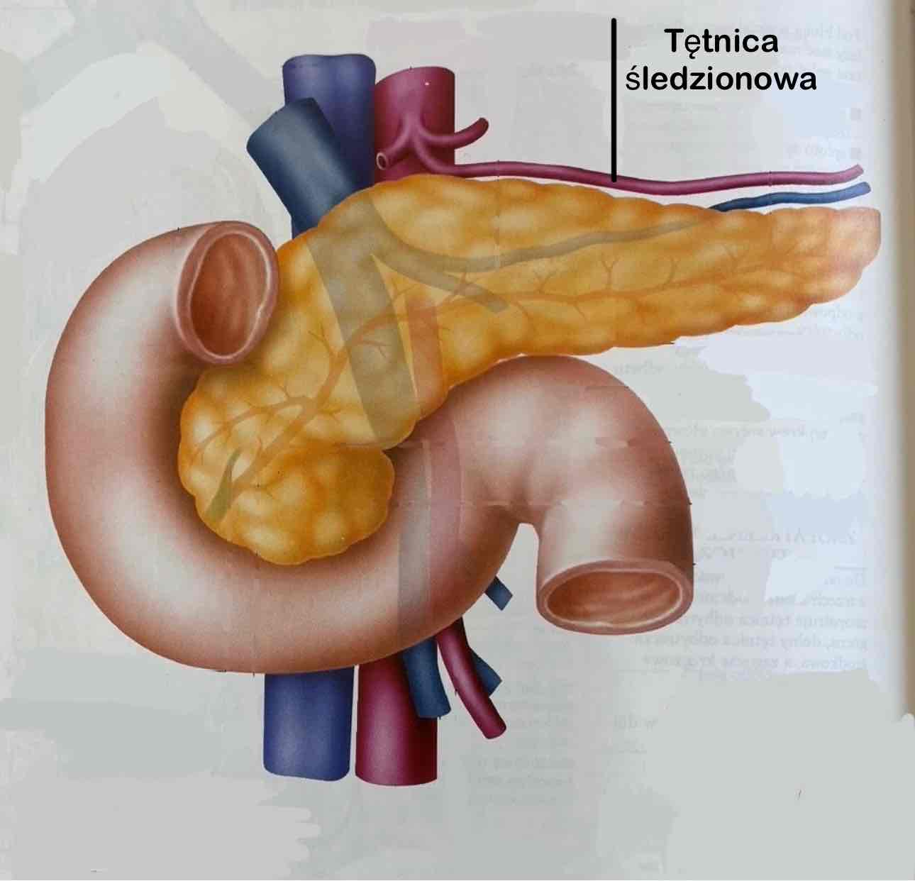 <p>Tętnica śledzionowa</p>