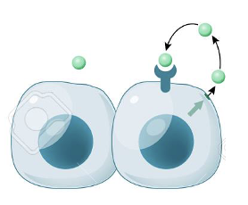 <p>Cell that makes signaling molecule acted on by it.</p><ul><li><p>Limited mostly to signaling between immune cells or pre-synaptic neurons.</p></li></ul><p></p>
