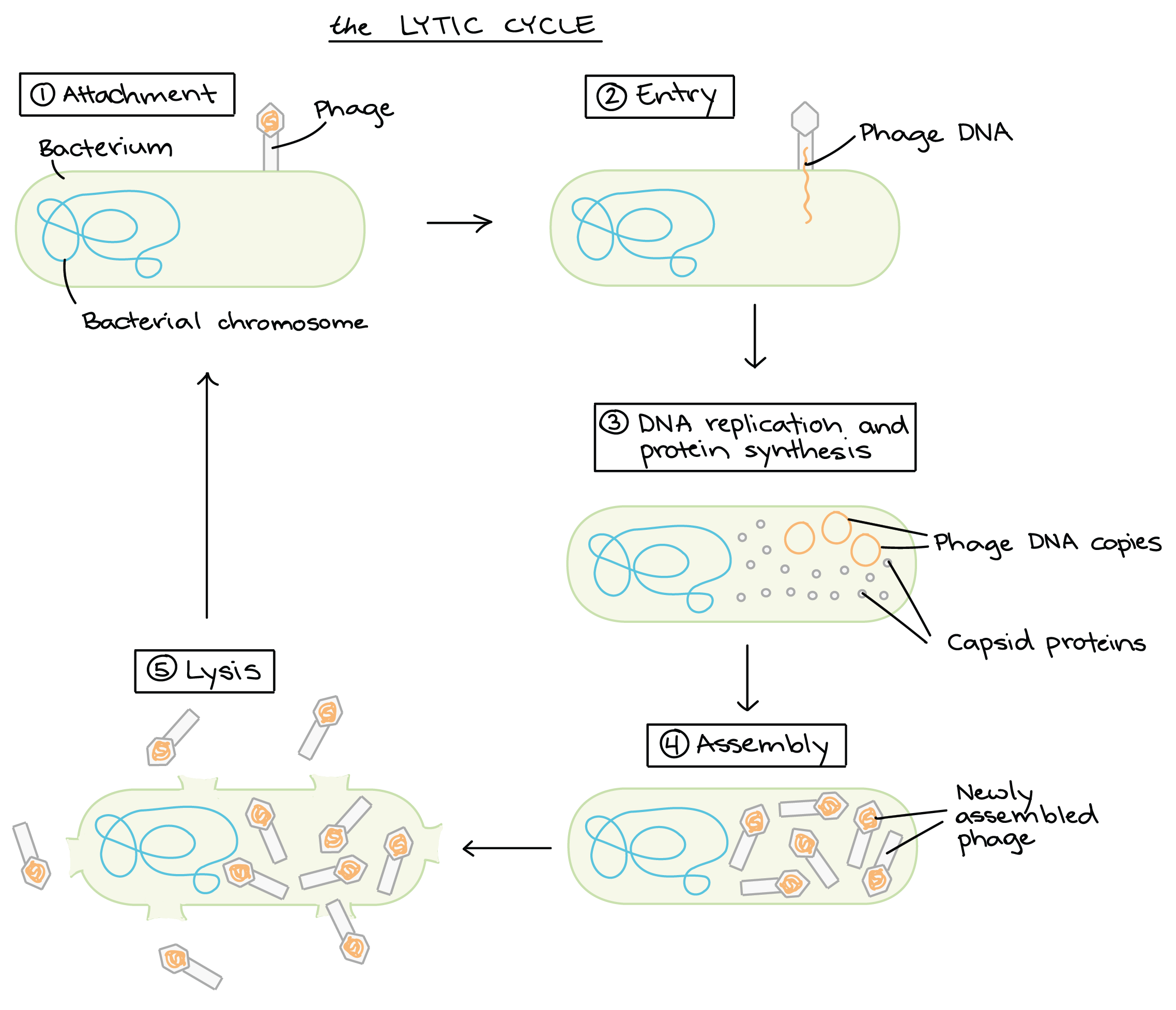 <ul><li><p><strong>Attachment:</strong> Proteins in the "tail" of the phage bind to a specific receptor (in this case, a sugar transporter) on the surface of the bacterial cell.</p><p></p></li><li><p><strong>Entry: </strong>The phage injects its double-stranded DNA genome into the cytoplasm of the bacterium. DNA copying and protein synthesis: Phage DNA is copied, and phage genes are expressed to make proteins, such as capsid proteins.</p><p></p></li><li><p><strong>Assembly of new phage:</strong> Capsids assemble from the capsid proteins and are stuffed with DNA to make lots of new phage particles.</p><p></p></li><li><p><strong>Lysis:</strong> Late in the lytic cycle, the phage expresses genes for proteins that poke holes in the plasma membrane and cell wall. The holes let water flow in, making the cell expand and burst like an overfilled water balloon.</p><ul><li><p><strong>lysis</strong> releases hundreds of new phages, which can find and infect other host cells nearby. </p></li></ul></li></ul>