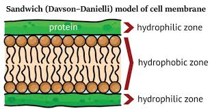 <p>In 1935, proposed a sandwich model in which the phospholipid bilayer lies between two layers of globular proteins</p><p>Later studies found problems with this model, particularly the placement of membrane proteins, which have hydrophilic and hydrophobic regions</p>