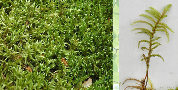 <p><em>Pleurozium schreberi</em></p>
