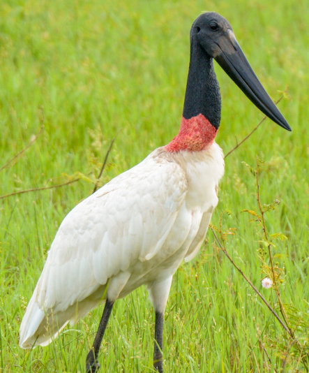 <p>What bird is this?</p>