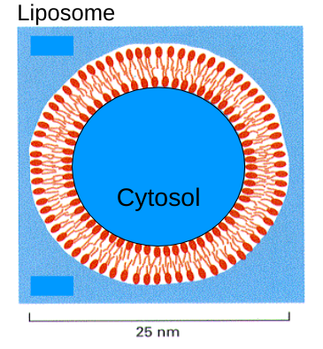 <p>If you put phospholipids into an aqueous solution, they would form a structure with the smallest surface area</p>
