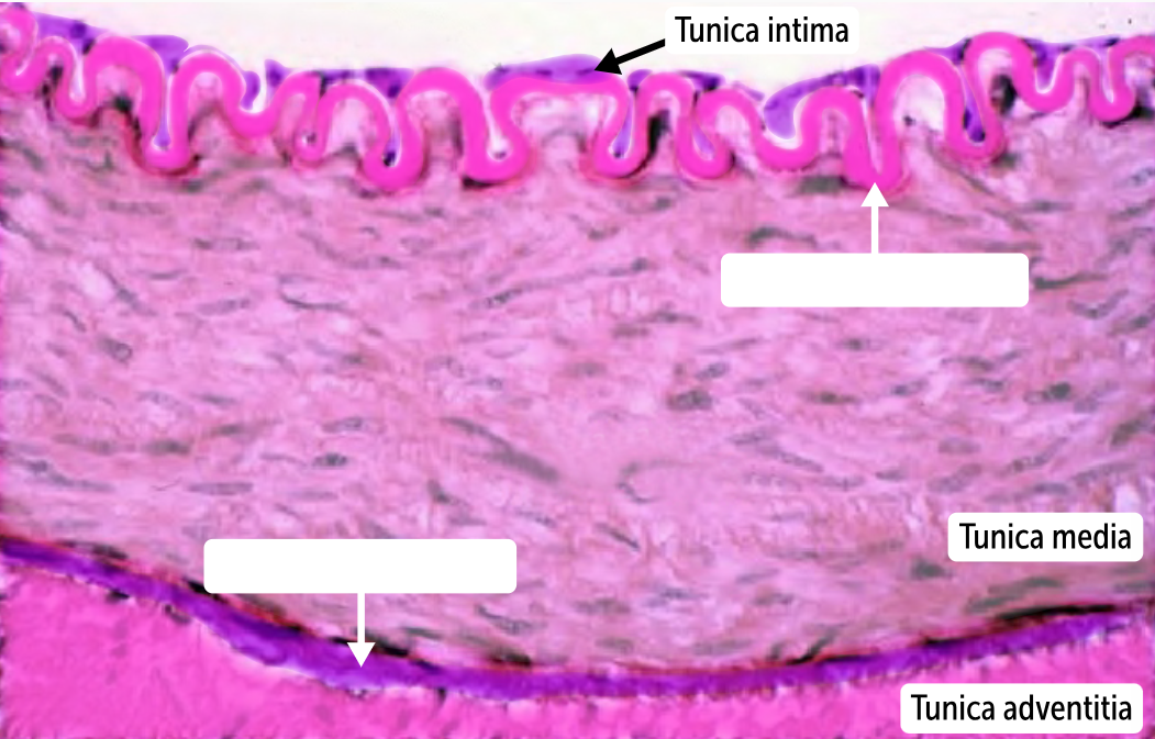 <p>Between the tunica intima and tunica media in arteries and arterioles lies the internal _________ lamina. The external _________ lamina lies between the tunica media and tunica adventitia in larger, muscular arteries. These thin layers of ___________ tissue divide the three major layers of the blood vessels from one another</p>