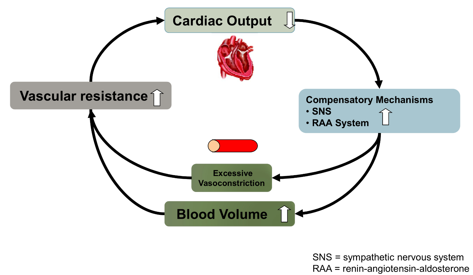 <p>in the short term these mechanisms increase CO but over time they exacerbate heart failure and reduce CO</p>