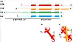 <ul><li><p>N-terminales : 19–39 aa pour toutes les histones du cœur</p></li><li><p>C-terminales : présentes sur <strong>H2A</strong> et <strong>H2B</strong>.</p></li></ul><p></p>