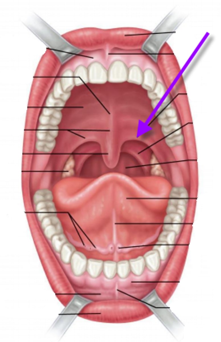 <p>posterior border of oral cavity</p>