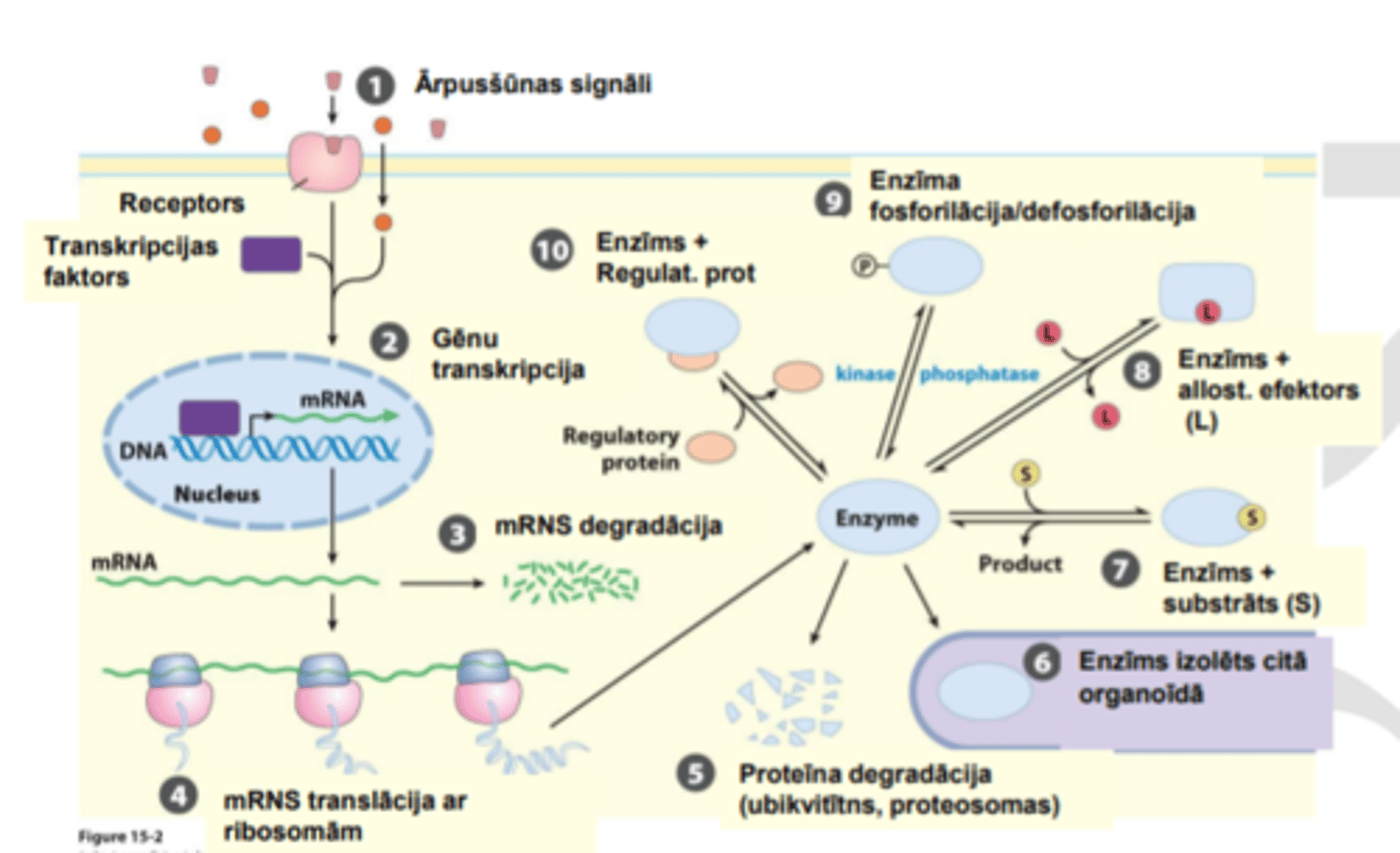 <p>• Substrāta pieejamība</p><p>• Enzīma aktivitātes regulācija (kovalentā, allostēriskā, u.c.)</p><p>• «Atslēgas» enzīmu daudzuma regulācija</p>