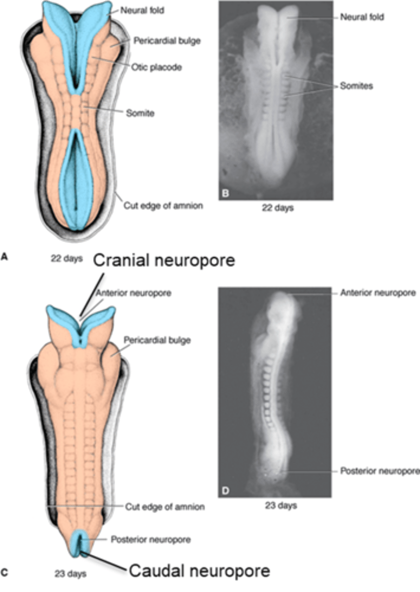<p>cervical, cranially, caudally, tube</p>