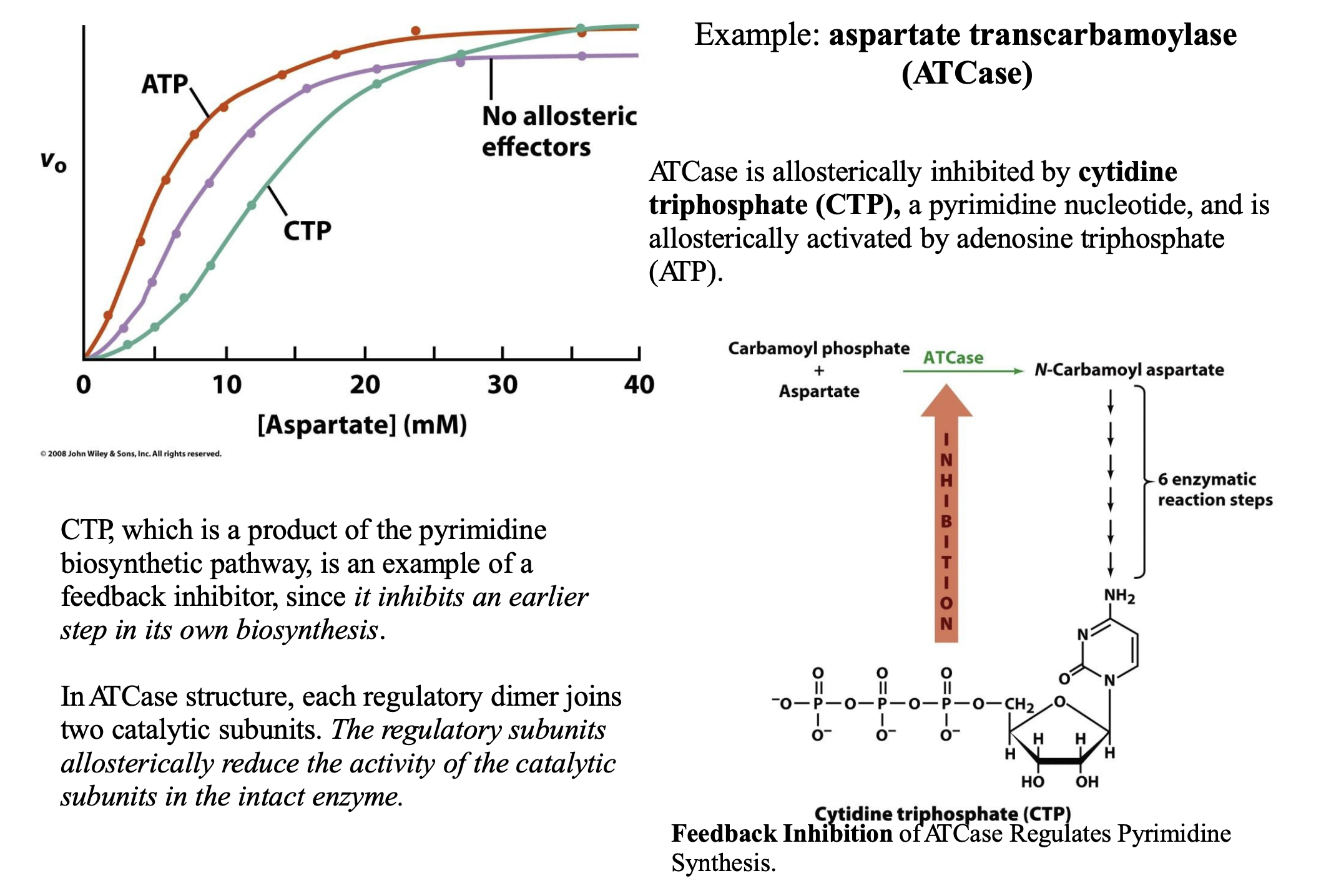 <p>ATCase is allosterically inhibited by <strong>cytidine triphosphate (CTP), </strong>a pyrimidine nucleotide, and is allosterically activated by adenosine triphosphate (ATP). CTP, which is a product of the pyrimidine biosynthetic pathway, is an example of a feedback inhibitor, since <em>it inhibits an earlier step in its own biosynthesis</em>. In ATCase structure, each regulatory dimer joins two catalytic subunits. <em>The regulatory subunits allosterically reduce the activity of the catalytic subunits in the intact enzyme.</em></p>