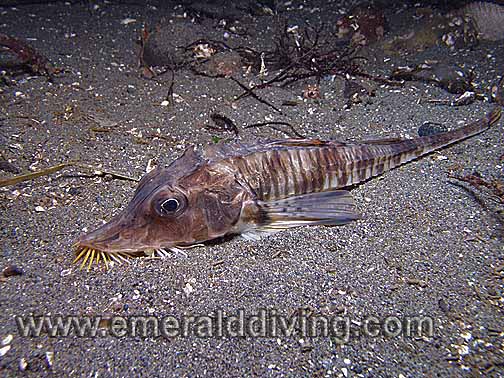 <p>Agonidae</p>